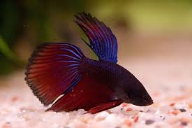 betta