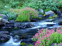 river flowers