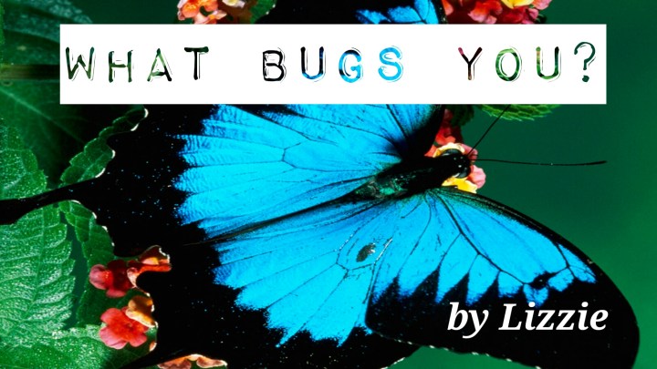 Butter_Fly-wallpaper-10569459.jpg image