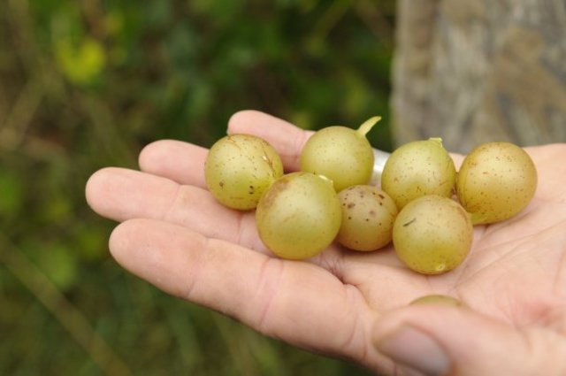 muscadine