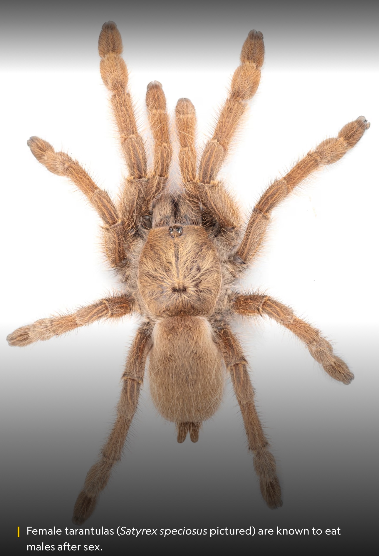 Scientific Shocker – Between the Beats